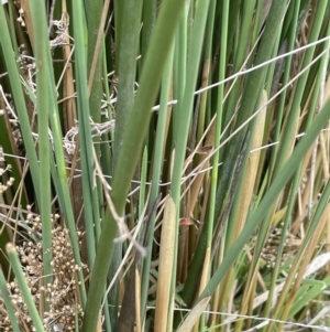 Juncus sarophorus at Rendezvous Creek, ACT - 21 Oct 2023