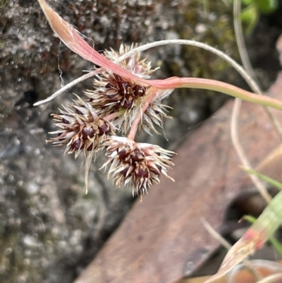 Luzula novae-cambriae (Rock Woodrush) at Namadgi National Park - 21 Oct 2023 by JaneR