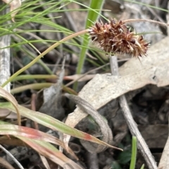 Luzula novae-cambriae at Rendezvous Creek, ACT - 21 Oct 2023