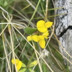 Lotus corniculatus at Rendezvous Creek, ACT - 21 Oct 2023