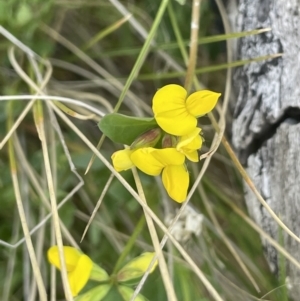 Lotus corniculatus at Rendezvous Creek, ACT - 21 Oct 2023