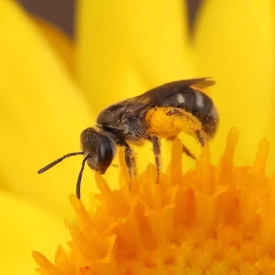 Lasioglossum (Chilalictus) sp. (genus & subgenus) (Halictid bee) at O'Connor, ACT - 21 Oct 2023 by ConBoekel