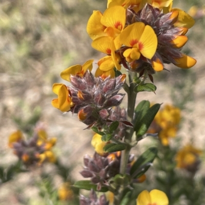 Oxylobium ellipticum (Common Shaggy Pea) at Namadgi National Park - 21 Oct 2023 by JaneR