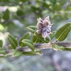 Oxylobium ellipticum at Rendezvous Creek, ACT - 21 Oct 2023 04:13 PM