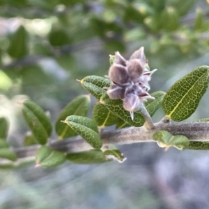 Oxylobium ellipticum at Rendezvous Creek, ACT - 21 Oct 2023