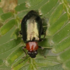 Adoxia benallae (Leaf beetle) at Caladenia Forest, O'Connor - 21 Oct 2023 by ConBoekel