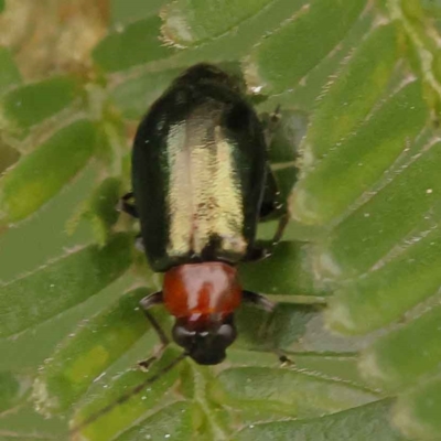 Adoxia benallae (Leaf beetle) at Caladenia Forest, O'Connor - 21 Oct 2023 by ConBoekel