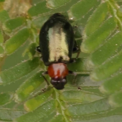 Adoxia benallae at O'Connor, ACT - 21 Oct 2023 01:31 PM