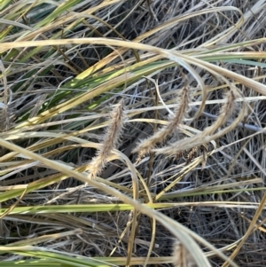 Carex fascicularis at Rendezvous Creek, ACT - 16 Aug 2023