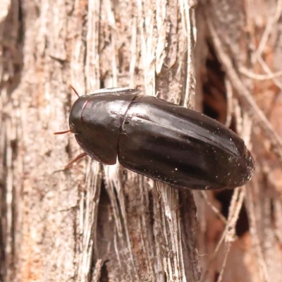 Adelotopus dytiscides (Carab beetle) at Caladenia Forest, O'Connor - 21 Oct 2023 by ConBoekel