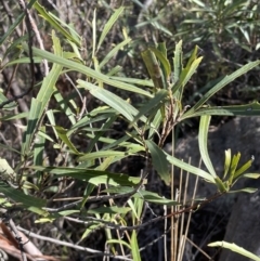 Lomatia myricoides (River Lomatia) at Namadgi National Park - 16 Aug 2023 by JaneR