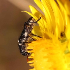 Eleale sp. (genus) (Clerid beetle) at O'Connor, ACT - 21 Oct 2023 by ConBoekel