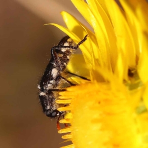 Eleale sp. (genus) at O'Connor, ACT - 21 Oct 2023 11:53 AM