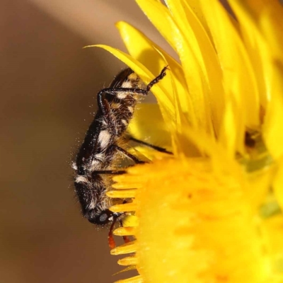 Eleale sp. (genus) (Clerid beetle) at Caladenia Forest, O'Connor - 21 Oct 2023 by ConBoekel