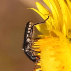 Eleale sp. (genus) at O'Connor, ACT - 21 Oct 2023