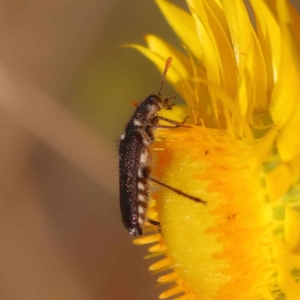 Eleale sp. (genus) at O'Connor, ACT - 21 Oct 2023 11:53 AM