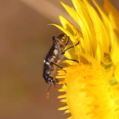 Eleale sp. (genus) at O'Connor, ACT - 21 Oct 2023