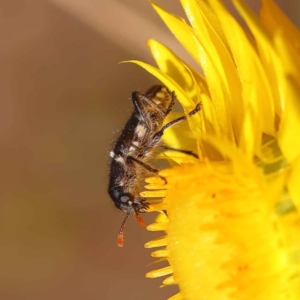 Eleale sp. (genus) at O'Connor, ACT - 21 Oct 2023