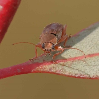 Edusella lineata (Leaf beetle) at Caladenia Forest, O'Connor - 21 Oct 2023 by ConBoekel