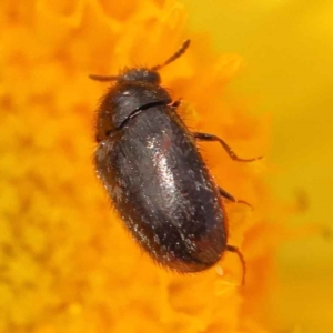 Eurhopalus sp. (genus) at Canberra Central, ACT - 21 Oct 2023