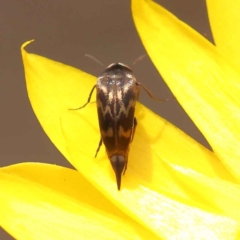 Mordellidae (family) (Unidentified pintail or tumbling flower beetle) at Canberra Central, ACT - 21 Oct 2023 by ConBoekel