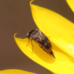 Mordellidae (family) at Canberra Central, ACT - 21 Oct 2023