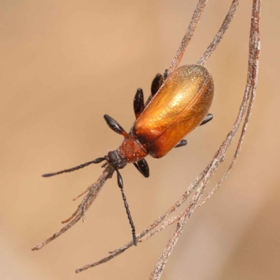 Ecnolagria grandis (Honeybrown beetle) at O'Connor, ACT - 21 Oct 2023 by ConBoekel