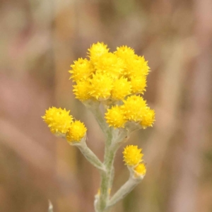 Chrysocephalum apiculatum at Canberra Central, ACT - 21 Oct 2023