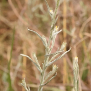 Chrysocephalum apiculatum at Canberra Central, ACT - 21 Oct 2023