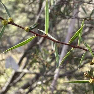 Acacia siculiformis at Rendezvous Creek, ACT - 16 Aug 2023 01:45 PM