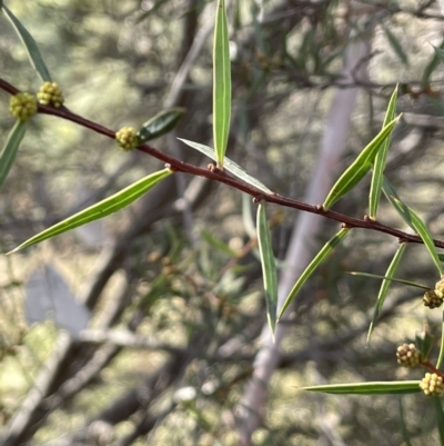 Acacia siculiformis (Dagger Wattle) at Namadgi National Park - 16 Aug 2023 by JaneR
