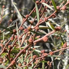 Acacia siculiformis at Rendezvous Creek, ACT - 16 Aug 2023 01:45 PM