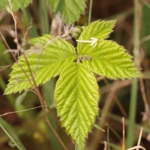 Rubus anglocandicans at O'Connor, ACT - 21 Oct 2023