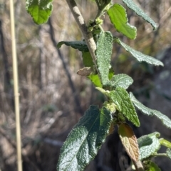 Gynatrix pulchella (Hemp Bush) at Namadgi National Park - 16 Aug 2023 by JaneR