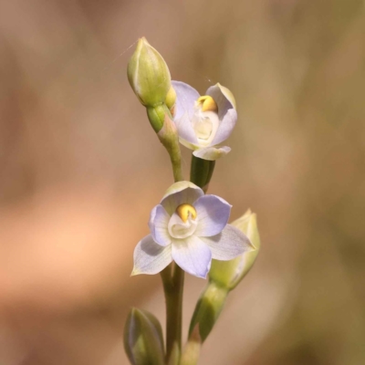 Thelymitra brevifolia (Short-leaf Sun Orchid) at Caladenia Forest, O'Connor - 21 Oct 2023 by ConBoekel