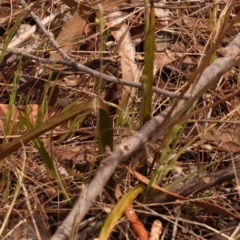 Thelymitra brevifolia at Caladenia Forest, O'Connor - 21 Oct 2023