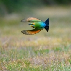 Merops ornatus (Rainbow Bee-eater) at Brunswick Heads, NSW - 19 Oct 2023 by macmad