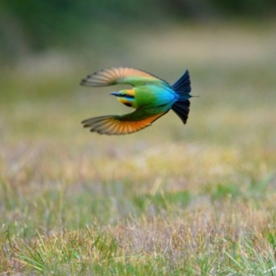 Merops ornatus (Rainbow Bee-eater) at Brunswick Heads, NSW - 19 Oct 2023 by macmad