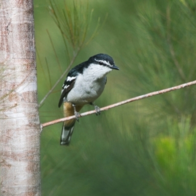 Lalage leucomela (Varied Triller) at Brunswick Heads, NSW - 20 Oct 2023 by macmad