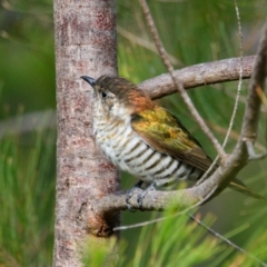 Chrysococcyx lucidus (Shining Bronze-Cuckoo) at Brunswick Heads, NSW - 20 Oct 2023 by macmad