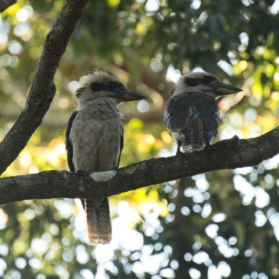 Dacelo novaeguineae (Laughing Kookaburra) at Brunswick Heads, NSW - 21 Oct 2023 by macmad