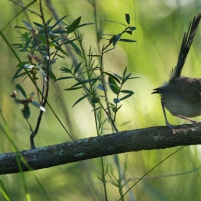 Malurus lamberti (Variegated Fairywren) at Brunswick Heads, NSW - 21 Oct 2023 by macmad