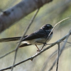 Rhipidura albiscapa (Grey Fantail) at Brunswick Heads, NSW - 21 Oct 2023 by macmad