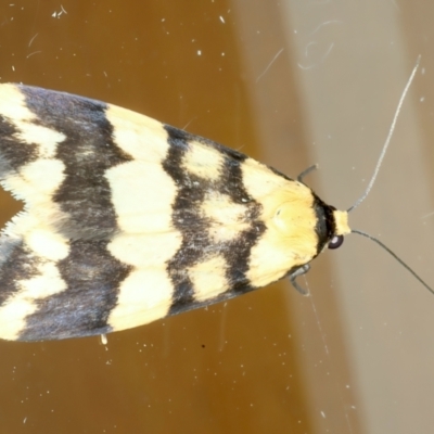 Termessa zonophanes (Double Yellow-patched Footman) at Ainslie, ACT - 15 Oct 2023 by jb2602