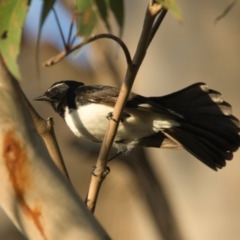 Rhipidura leucophrys (Willie Wagtail) at Brunswick Heads, NSW - 21 Oct 2023 by macmad