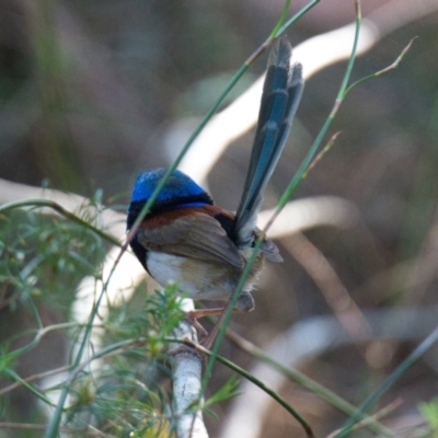 Malurus lamberti (Variegated Fairywren) at Brunswick Heads, NSW - 21 Oct 2023 by macmad