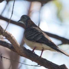 Geopelia humeralis (Bar-shouldered Dove) at Brunswick Heads, NSW - 21 Oct 2023 by macmad