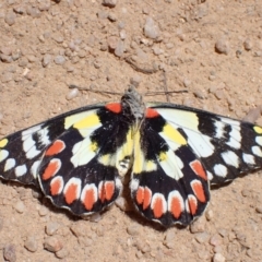 Delias aganippe (Spotted Jezebel) at Rendezvous Creek, ACT - 23 Oct 2023 by FeralGhostbat