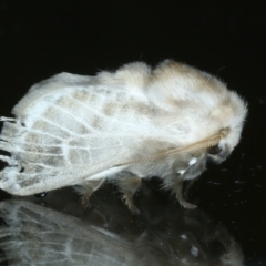 Doratifera pinguis (Pale Cup Moth) at Ainslie, ACT - 17 Oct 2023 by jb2602