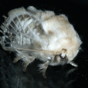 Doratifera pinguis at Ainslie, ACT - 17 Oct 2023 09:43 PM